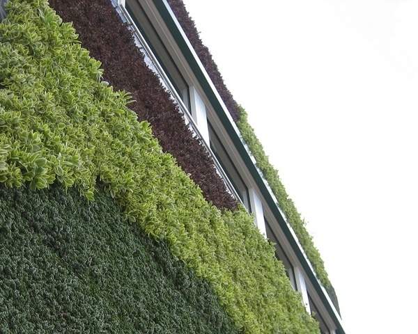 Little Owl Living Wall